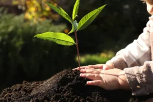 ONLINE: 0N41 - Práticas Sustentáveis na Educação de Infância: Eu, o outro, o mundo